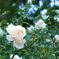 白薔薇一輪