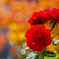 庭の薔薇