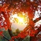 紅葉の中の光
