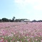 初めての広角と一面のコスモス