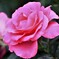 薔薇　うらら