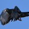 飛立つ鳩②