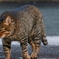野良猫