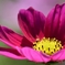 CSC_0076