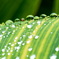 雨上がり １