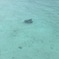 岡本数春となぞの魚