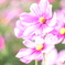秋桜