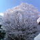 雪の晴れ間　20090115
