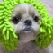 ドレッド犬