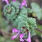 道端の花