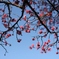 梅の花
