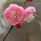 梅の花２