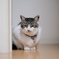 愛猫