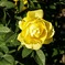 薔薇