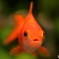 金魚