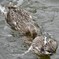 新潟県「瓢湖」でのオオナガガモの喧嘩の始まり