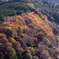 吉野の桜紅葉（一目千本）