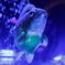黒い金魚