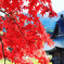 徳山神社のもみじ