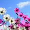 秋桜