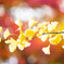 紅に黄色を重ねて。