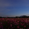 小貝川ふれあい公園コスモス