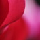 cyclamen