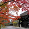去年の紅葉