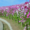 秋の花道