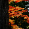 紅葉　高野山
