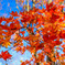 紅葉の葉っぱも美しく