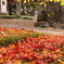 紅葉じゅうたん