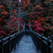 雨後の紅の吊橋