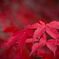 真っ赤紅葉*.