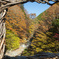 奥祖谷二重かずら橋の紅葉を満喫