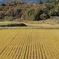 田園