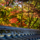 美しき京の秋