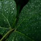 雨足
