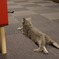 ほふく前進