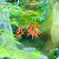 爽秋