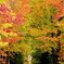紅葉の並木道