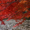 紅葉。