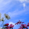 秋桜