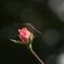 トンボと秋薔薇。