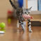 モアちゃんが来る。