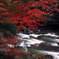 深山に咲く