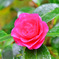山茶花