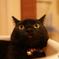 たぶん猫 #2