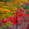 紅葉狩8