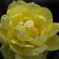 20201101 秋薔薇